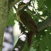 Scimitar-billed Woodcreeper