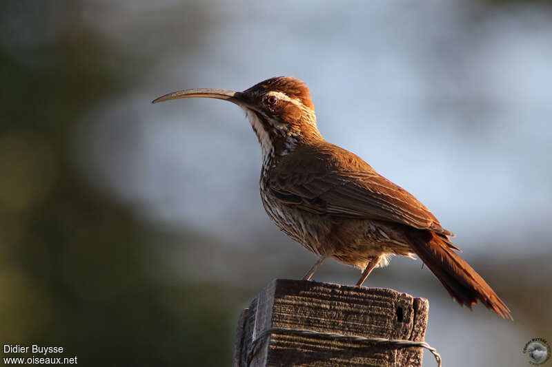 Scimitar-billed Woodcreeperadult, identification