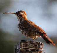 Scimitar-billed Woodcreeper