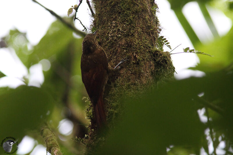 Spotted Woodcreeperadult, identification