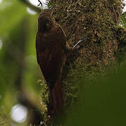 Spotted Woodcreeper