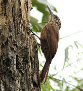 Straight-billed Woodcreeper