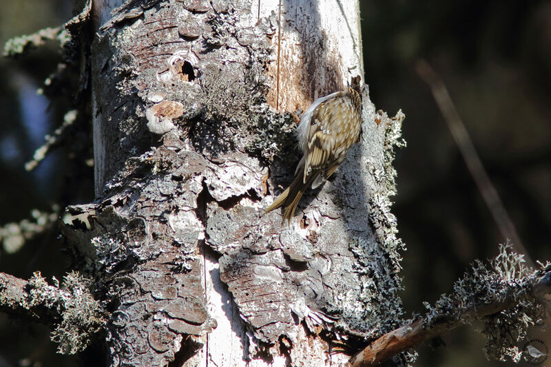 Grimpereau des boisadulte, habitat