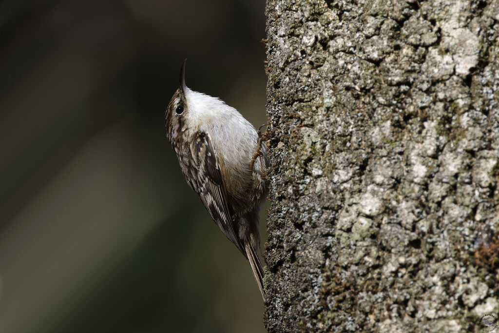 Short-toed Treecreeperadult