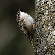 Short-toed Treecreeper