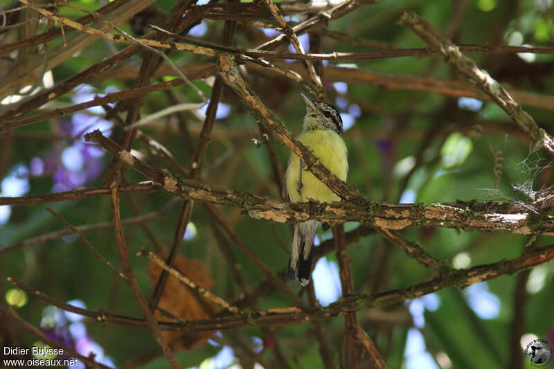 Rufous-winged Antwrenadult, identification