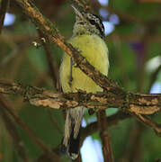 Rufous-margined Antwren