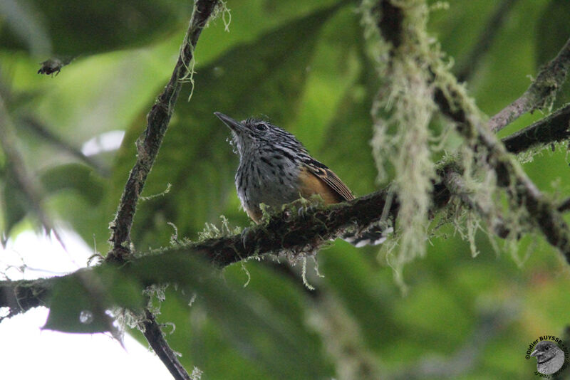 East Andean Antbirdadult, identification