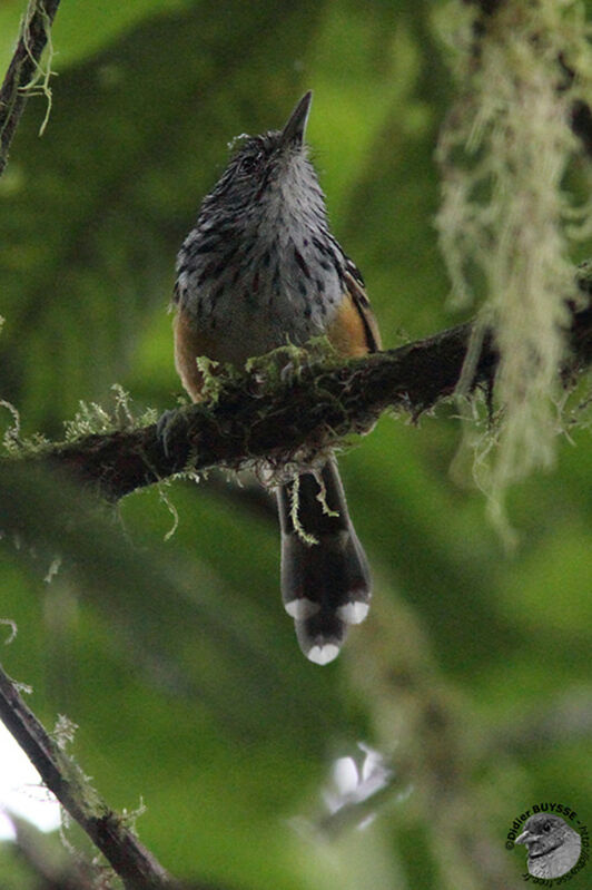 East Andean Antbirdadult, identification
