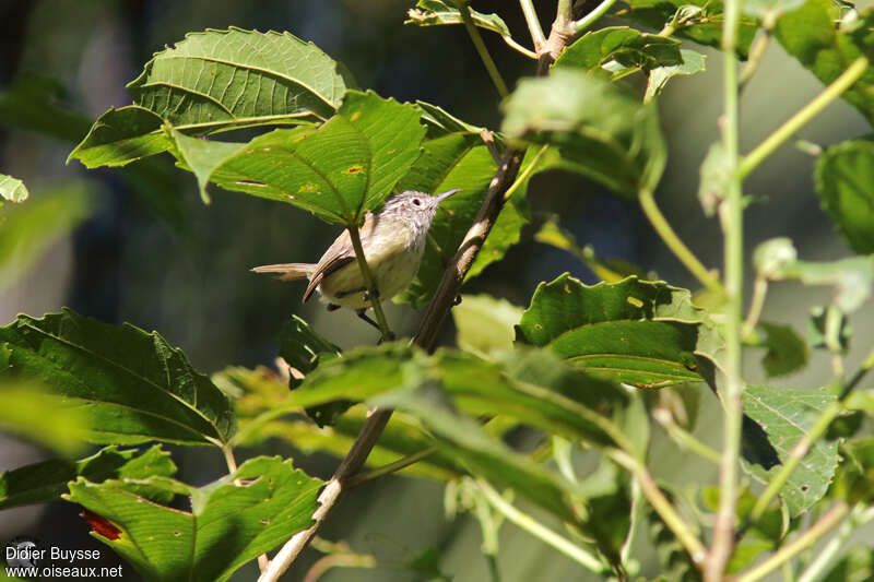 Streak-capped Antwrenadult, identification