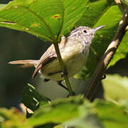 Streak-capped Antwren