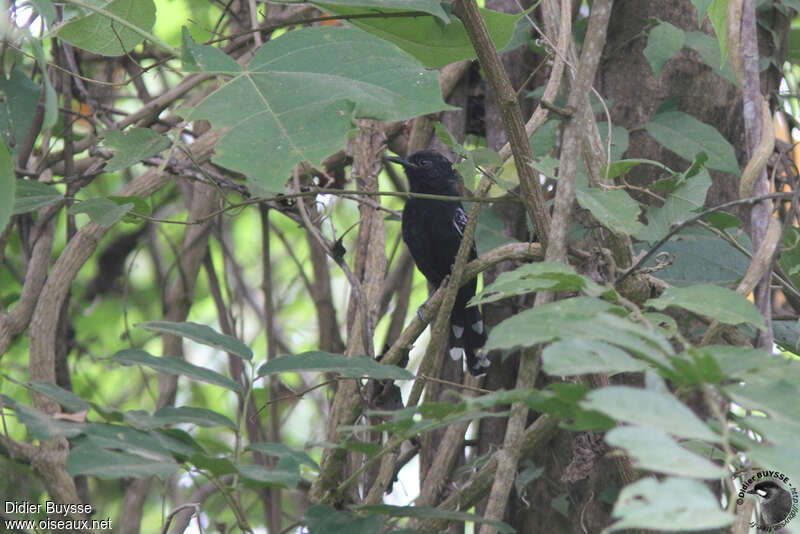 Grisin de jais mâle adulte, habitat, pigmentation