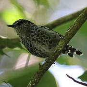 Scaled Antbird