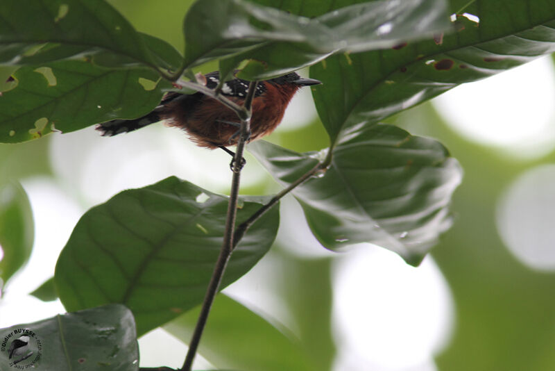 Dot-winged Antwren female, identification