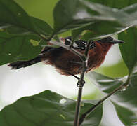 Dot-winged Antwren