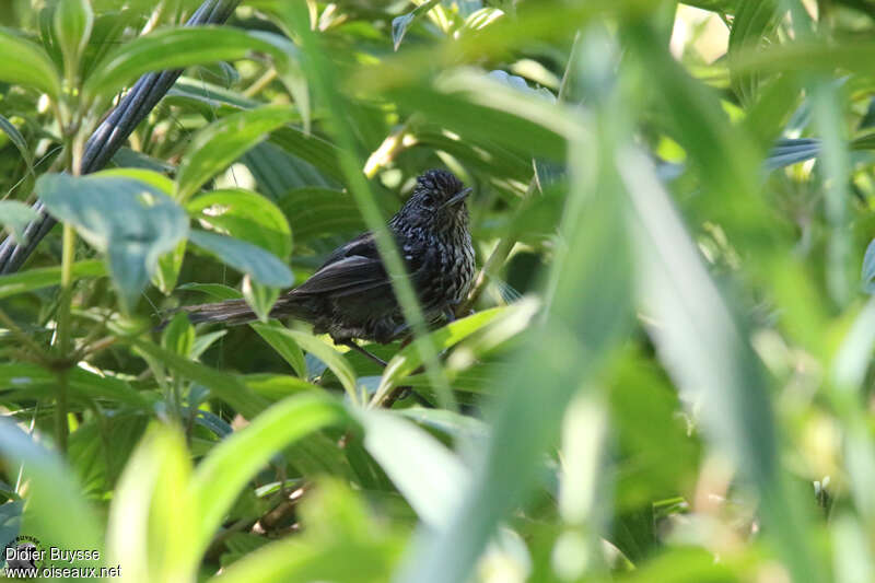 Dusky-tailed Antbirdadult, identification