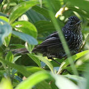 Dusky-tailed Antbird