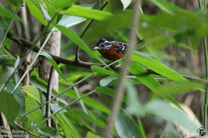 Ferruginous Antbirdadult, identification