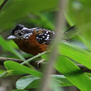 Ferruginous Antbird