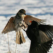 Dusky Thrush