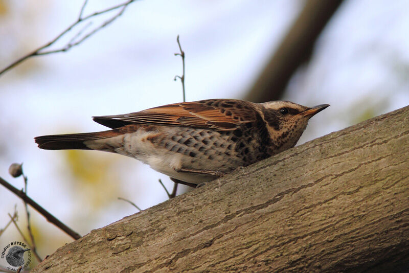 Dusky Thrush male immature, identification