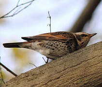 Dusky Thrush