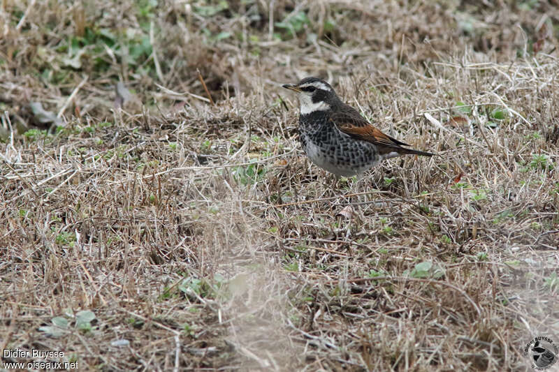 Dusky Thrush male adult breeding, close-up portrait