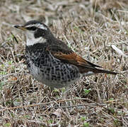 Dusky Thrush