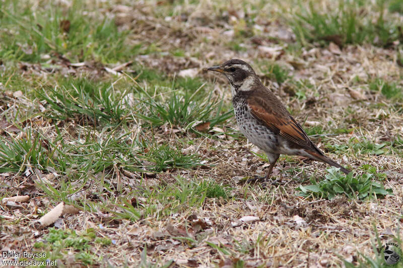 Dusky Thrush male adult, identification