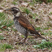 Dusky Thrush