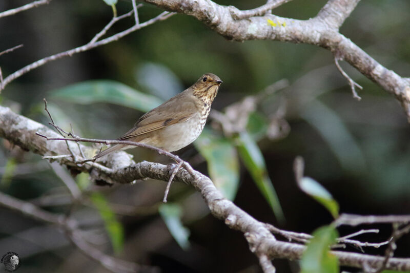 Grive à dos oliveadulte, identification