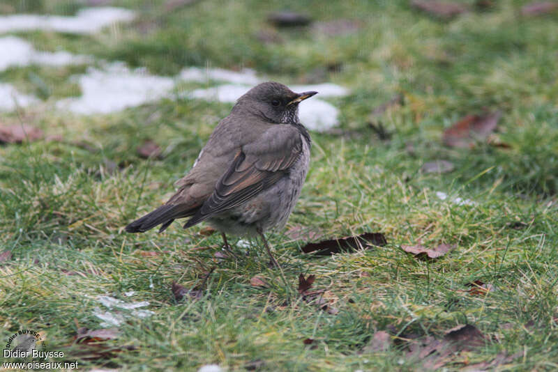 Grive à gorge noire mâle 1ère année, identification