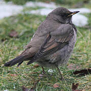 Black-throated Thrush