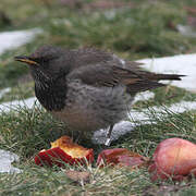 Black-throated Thrush