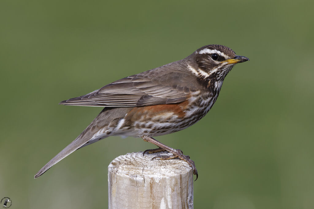 Redwingadult breeding