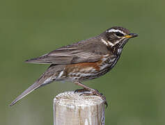 Redwing