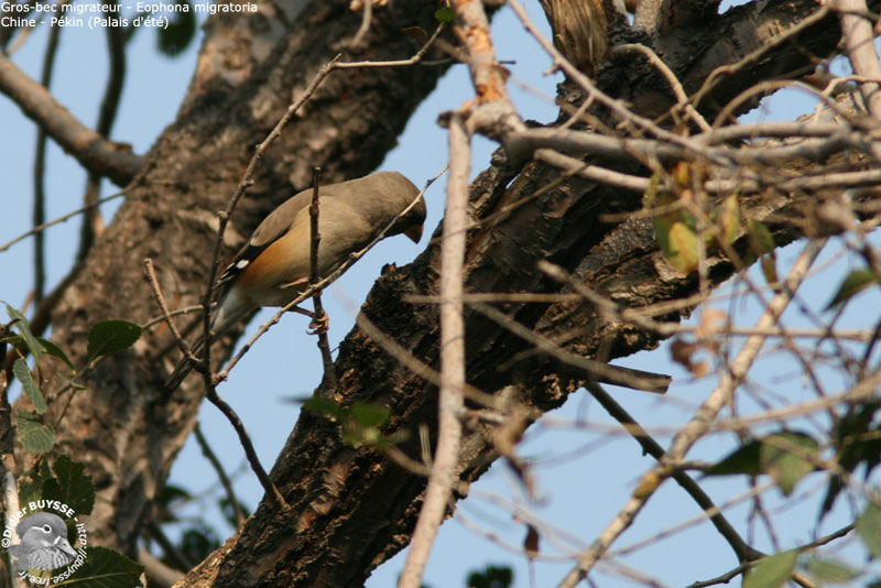 Chinese Grosbeakjuvenile