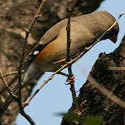 Chinese Grosbeak