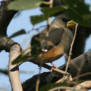 Chinese Grosbeak