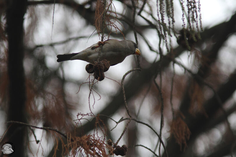 Gros-bec migrateuradulte, identification, régime