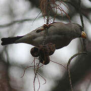 Chinese Grosbeak