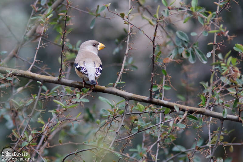 Chinese GrosbeakSecond year, identification, pigmentation