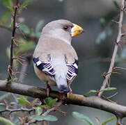 Chinese Grosbeak