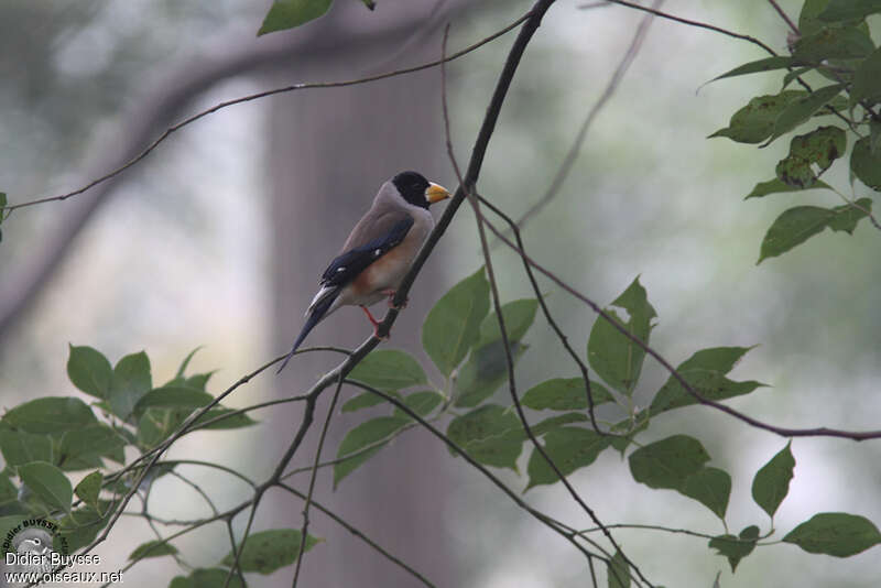 Gros-bec migrateur mâle adulte, identification