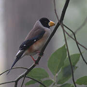 Chinese Grosbeak