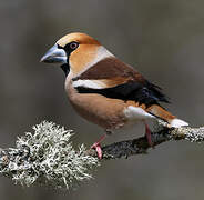 Hawfinch