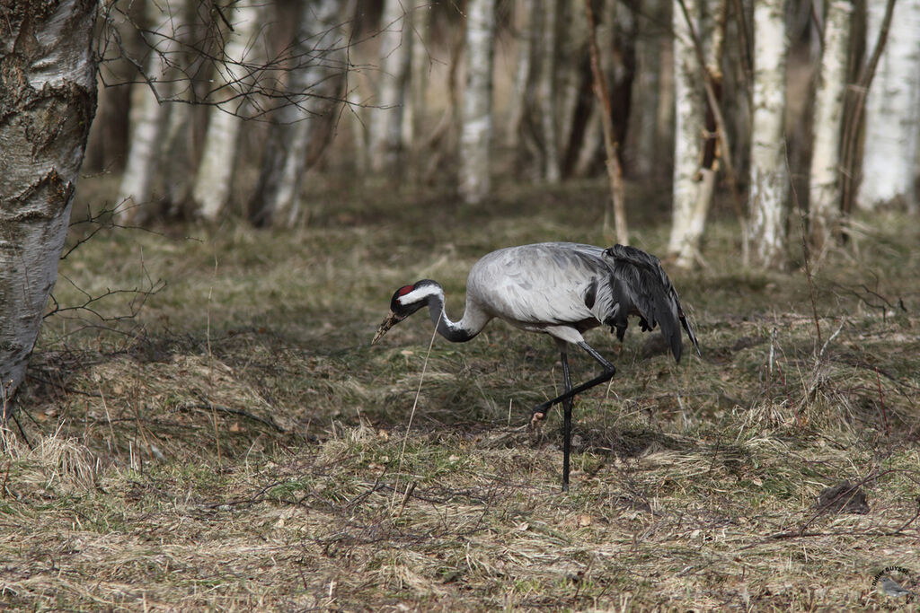 Common Crane