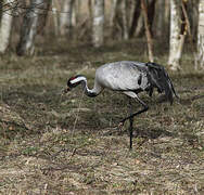 Common Crane