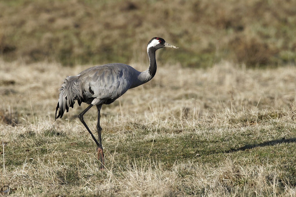 Common Craneadult