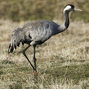 Common Crane